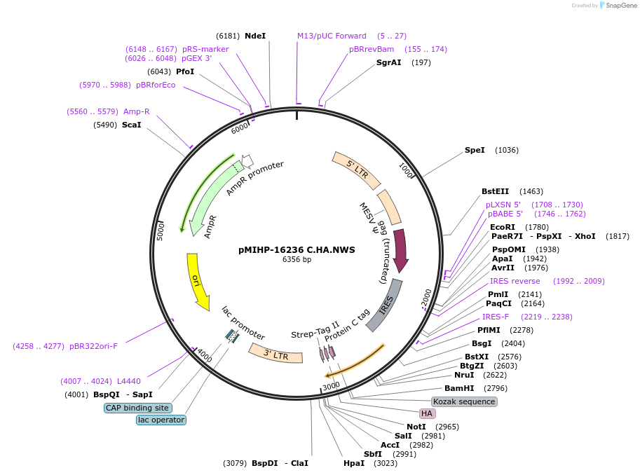 237583-plasmid-map-sequence-id-477148