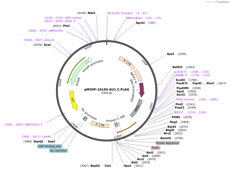 237558-plasmid-map-sequence-id-477154