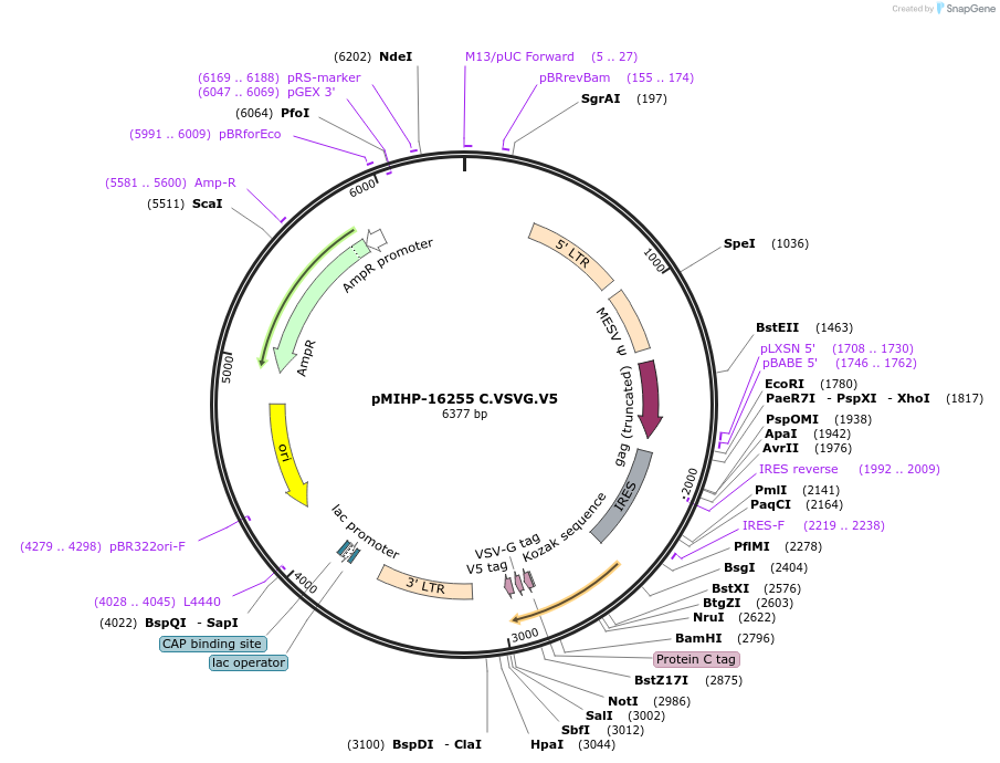 237595-plasmid-map-sequence-id-477158