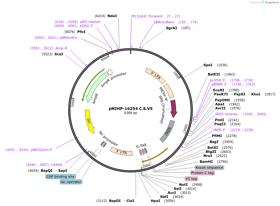 237593-plasmid-map-sequence-id-477159