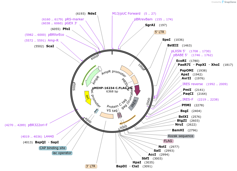 237581-plasmid-map-sequence-id-477160