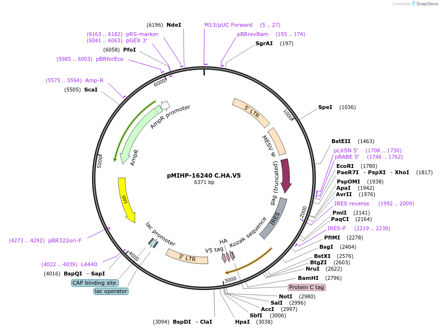 237586-plasmid-map-sequence-id-477162