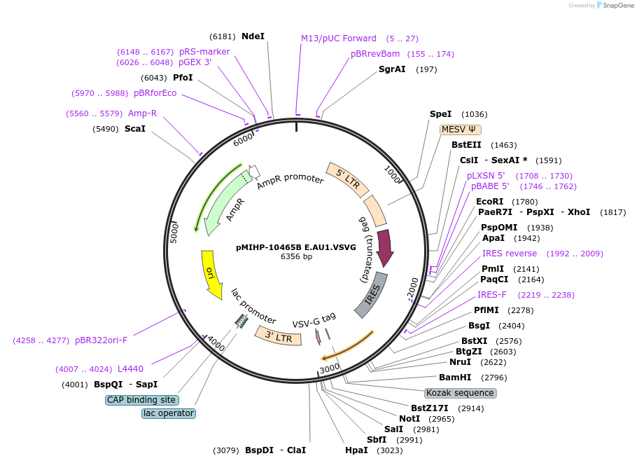 237571-plasmid-map-sequence-id-477163