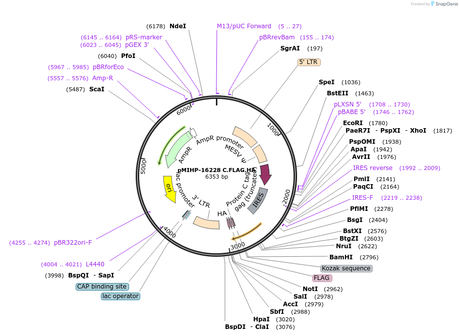 237566-plasmid-map-sequence-id-477166