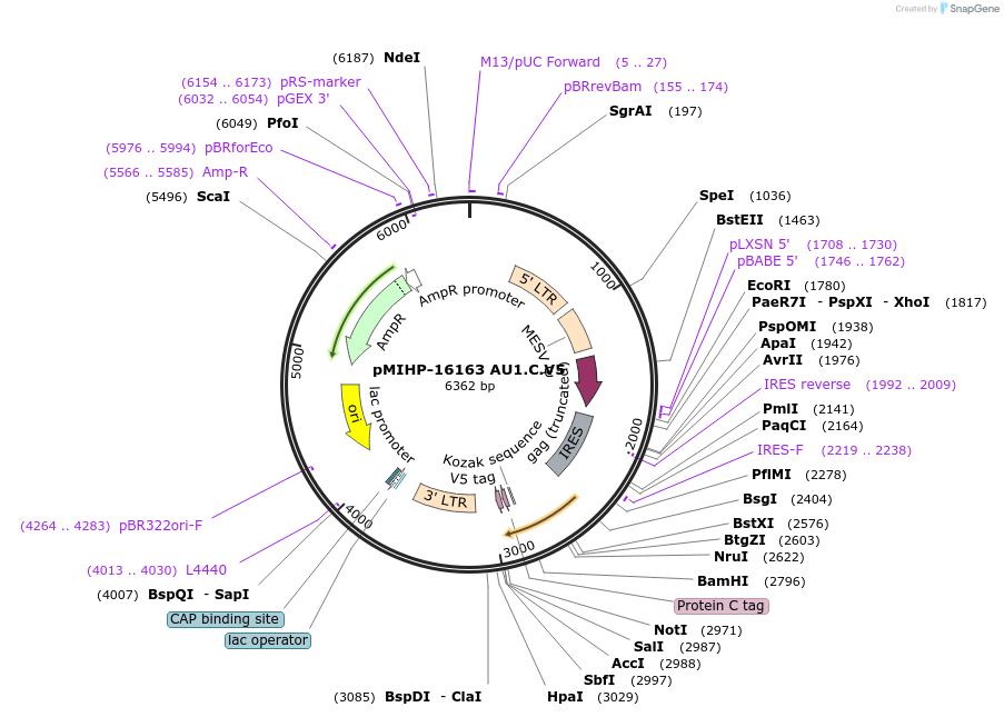237563-plasmid-map-sequence-id-477167