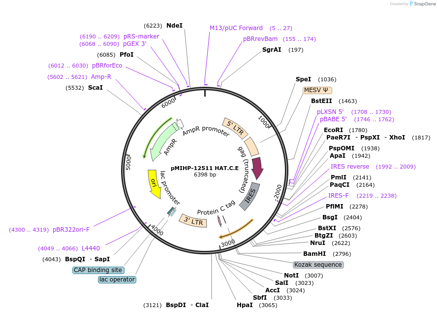 237573-plasmid-map-sequence-id-477168