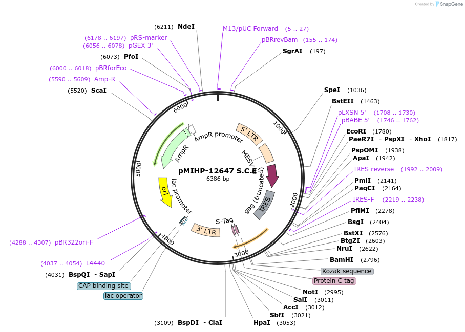 237574-plasmid-map-sequence-id-477169