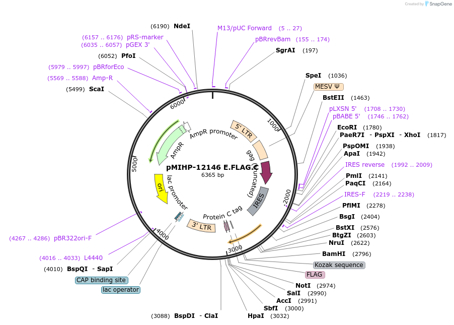 237572-plasmid-map-sequence-id-477170