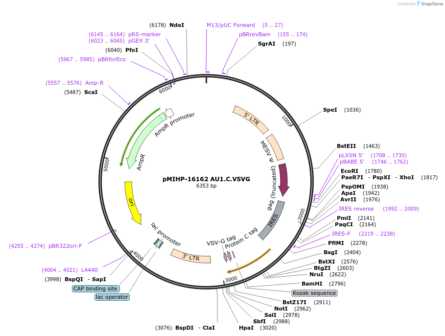 237564-plasmid-map-sequence-id-477177