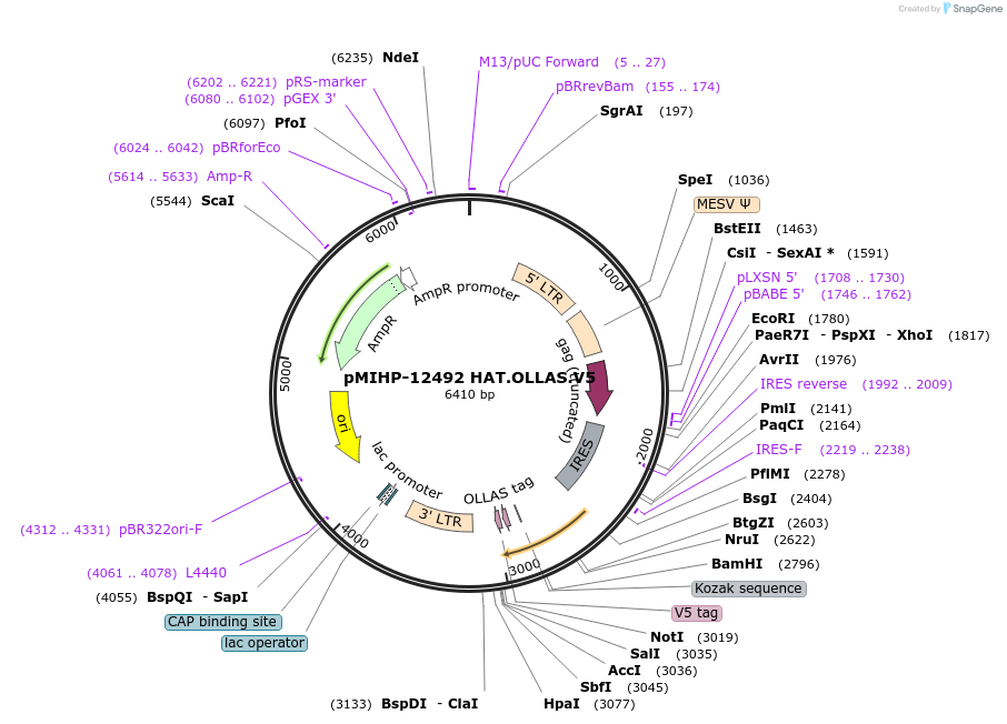 237579-plasmid-map-sequence-id-477179