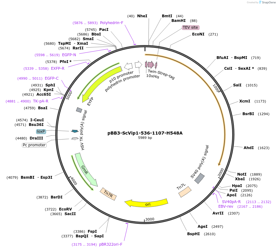 238319-plasmid-map-sequence-id-477180
