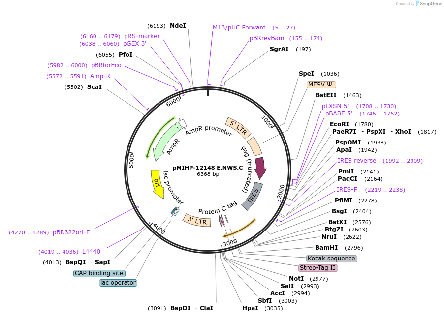 237604-plasmid-map-sequence-id-477181