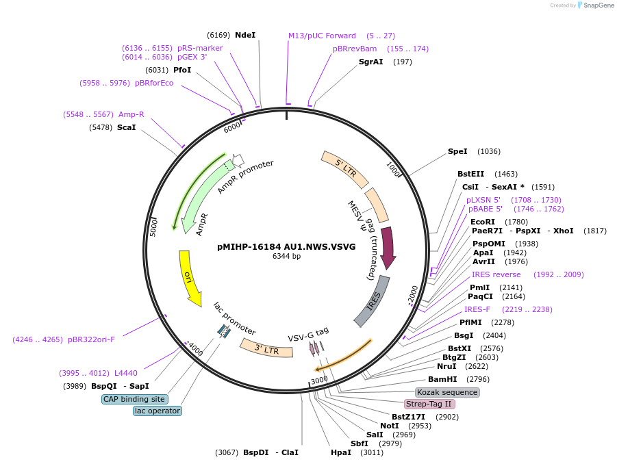 237565-plasmid-map-sequence-id-477182