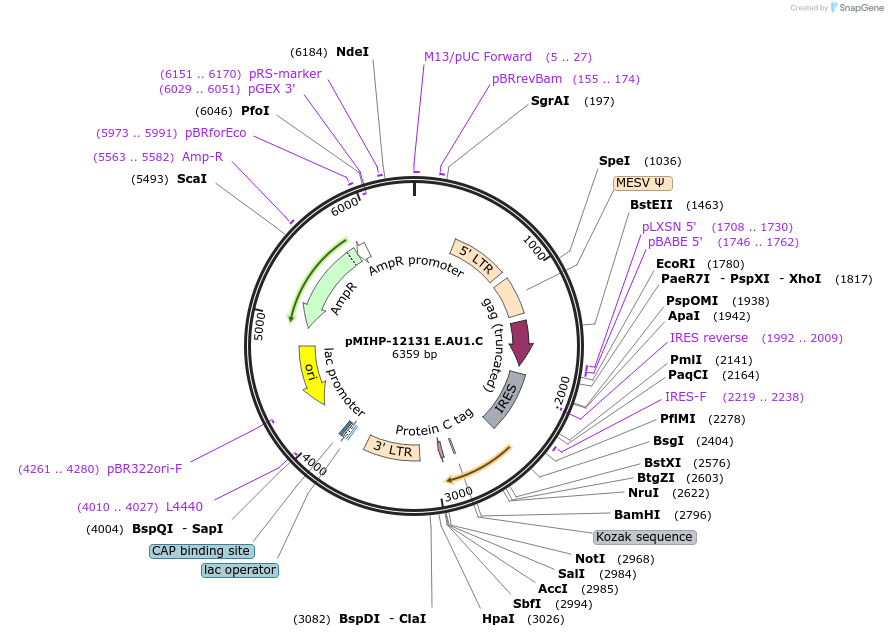 237601-plasmid-map-sequence-id-477183