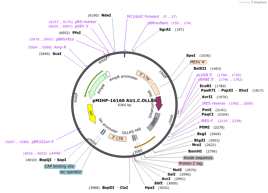 237561-plasmid-map-sequence-id-477184