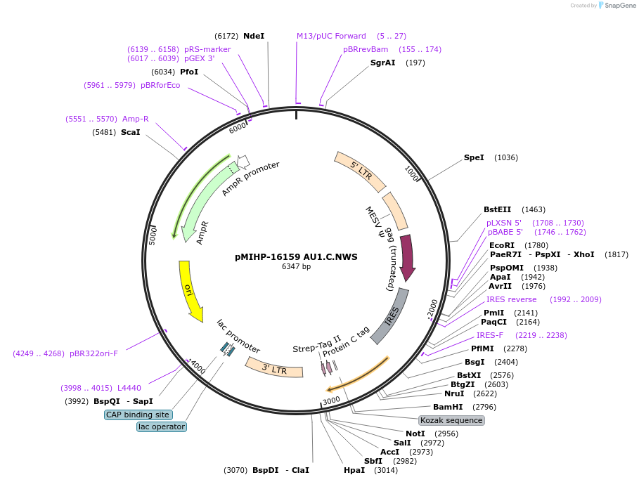 237560-plasmid-map-sequence-id-477186