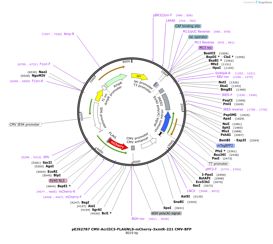 240517-plasmid-map-sequence-id-477189
