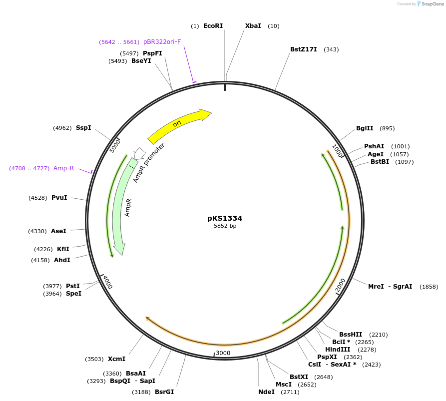 239508-plasmid-map-sequence-id-477192