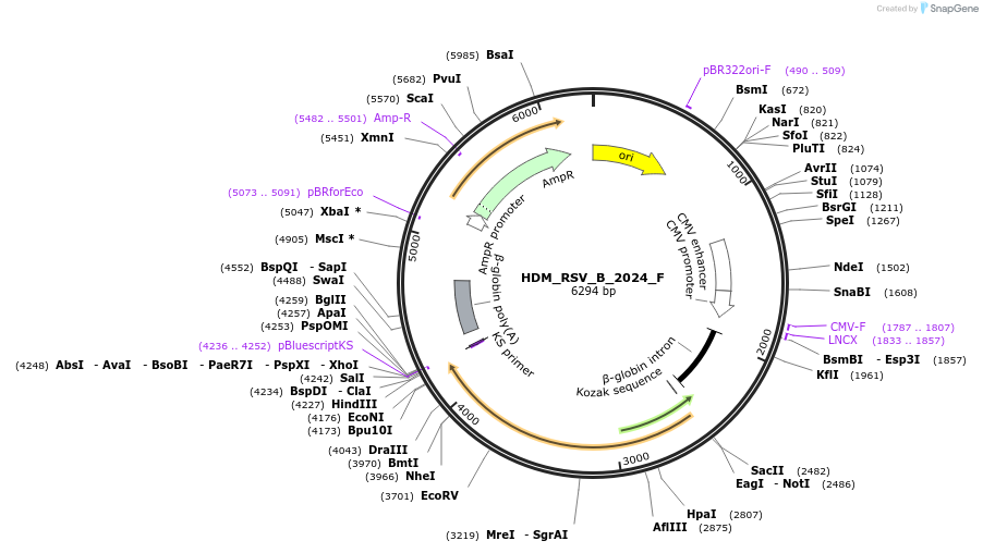 237360-plasmid-map-sequence-id-477197