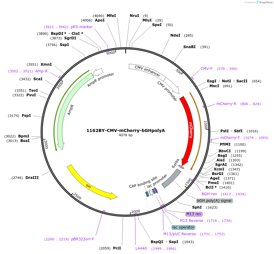 235172-plasmid-map-sequence-id-477198