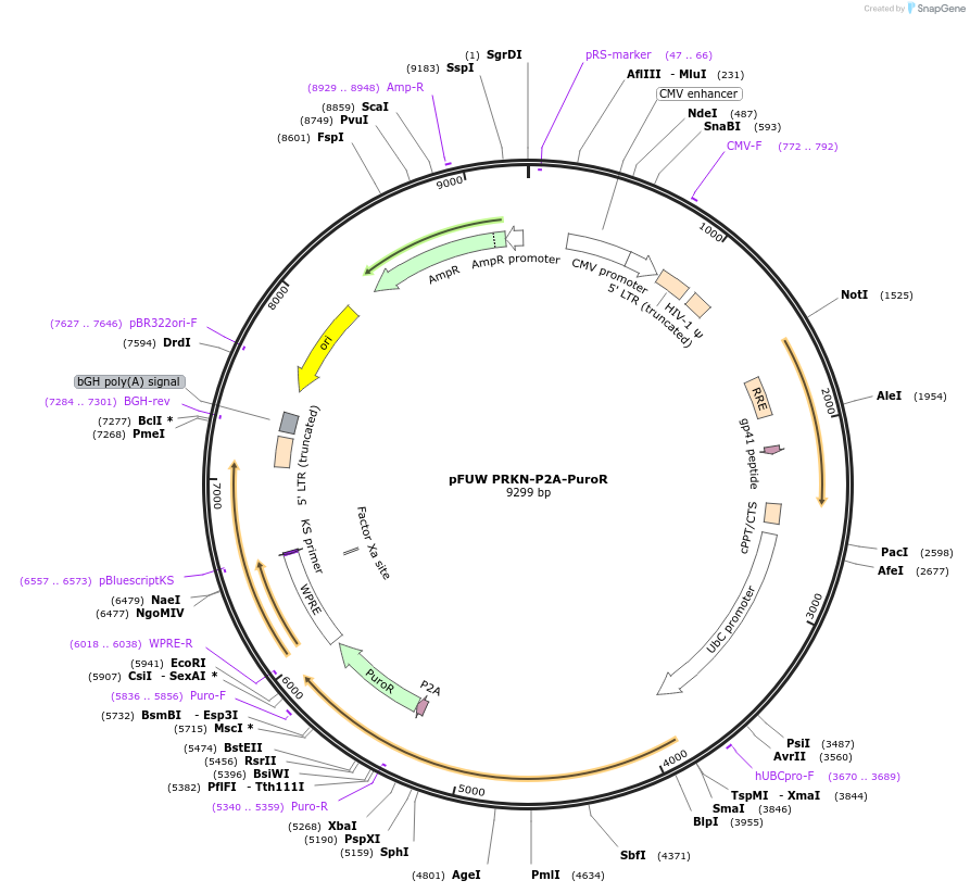 239571-plasmid-map-sequence-id-477203