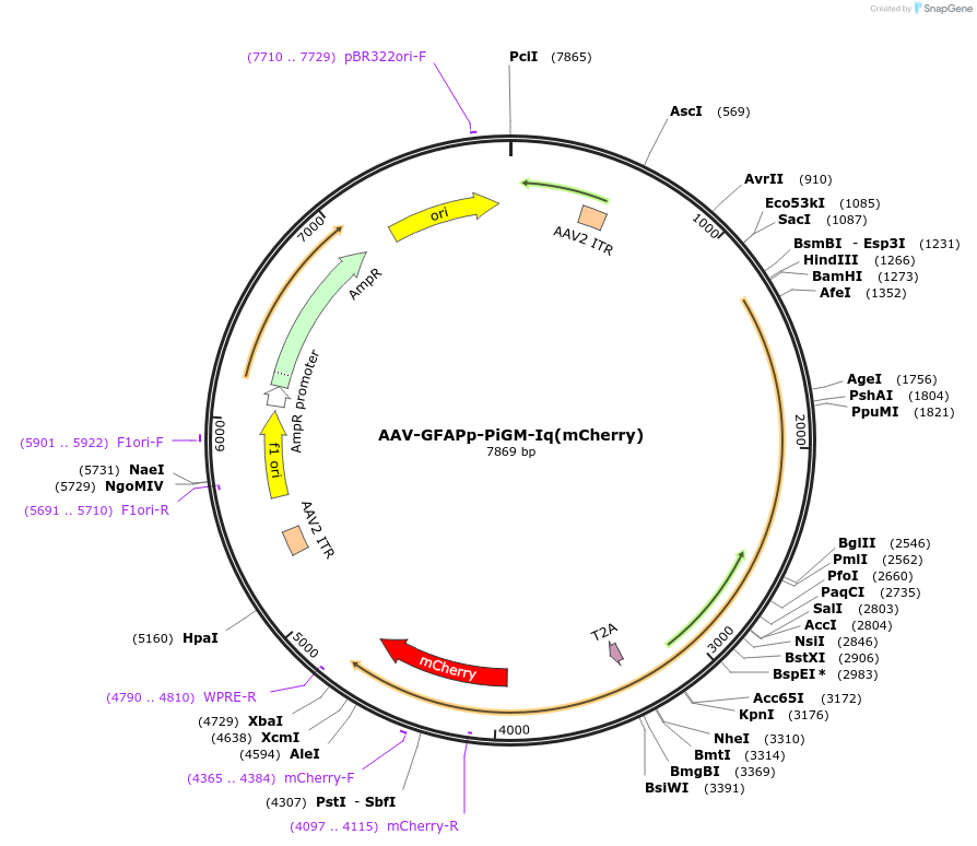 221609-plasmid-map-sequence-id-477209