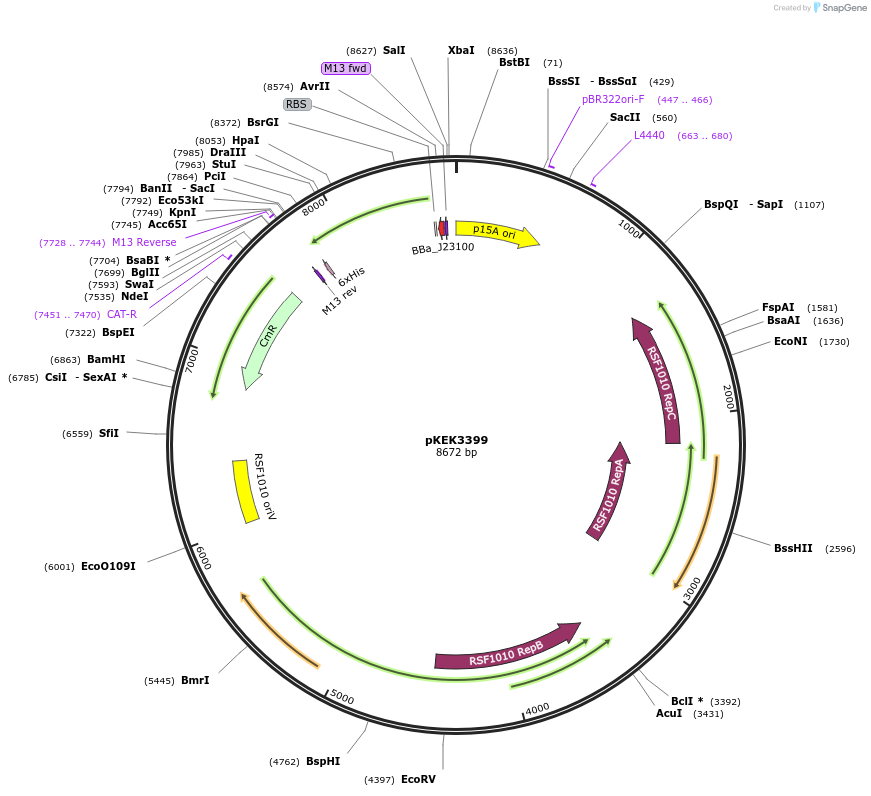 234083-plasmid-map-sequence-id-477211