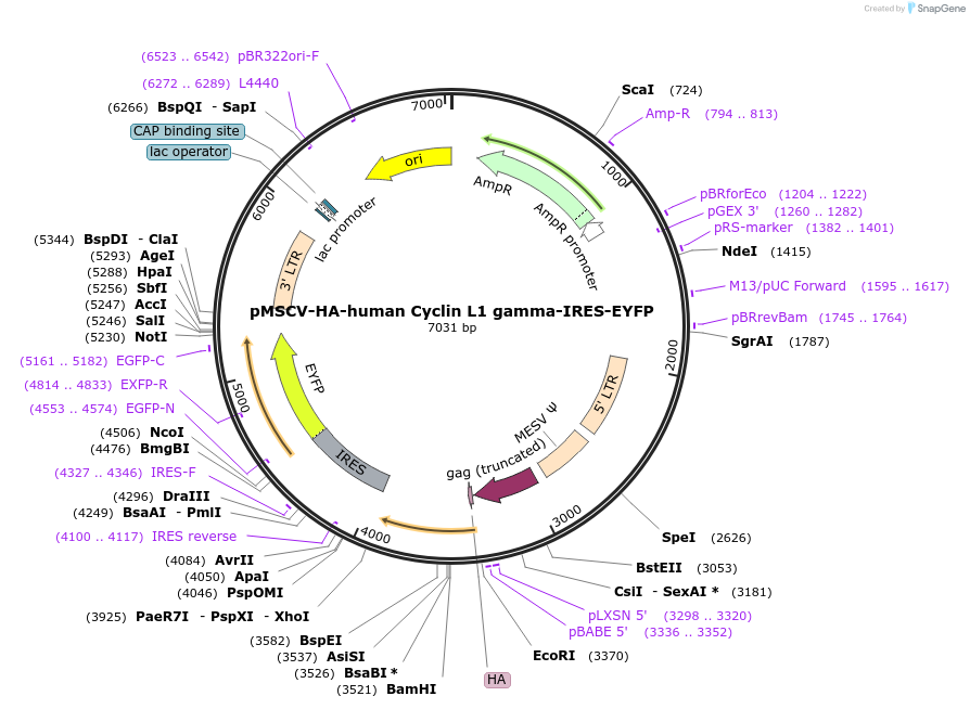 240143-plasmid-map-sequence-id-477227