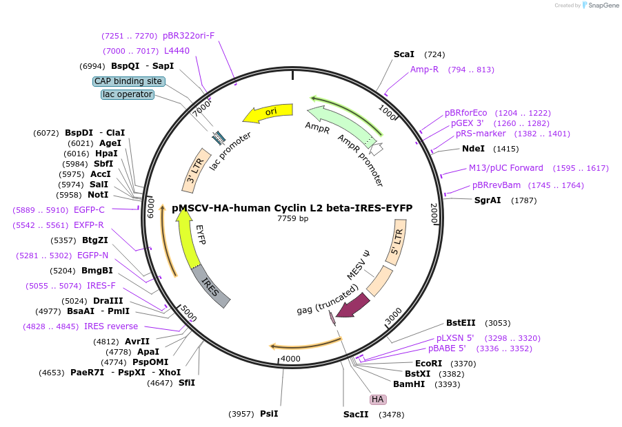 240144-plasmid-map-sequence-id-477228