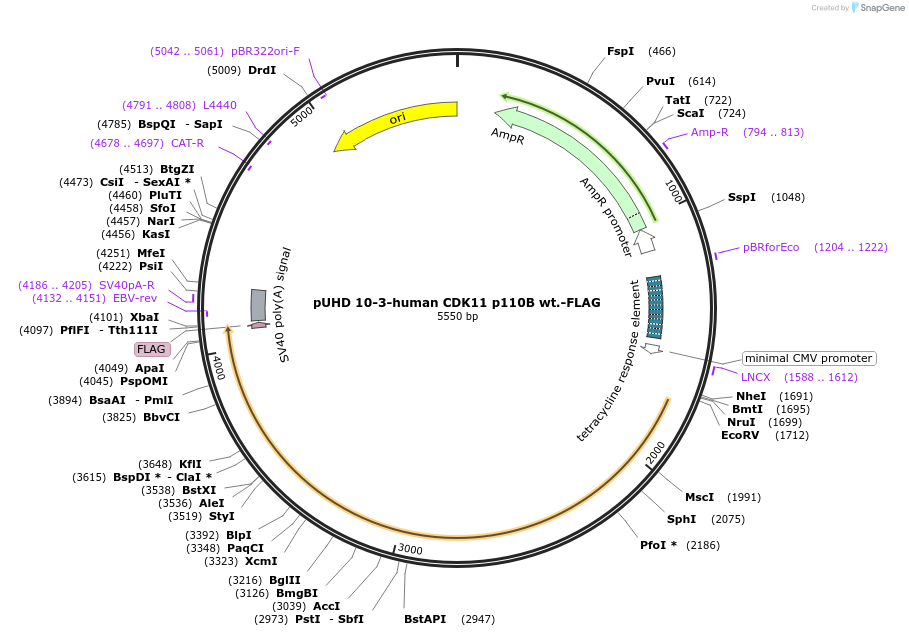 240138-plasmid-map-sequence-id-477233