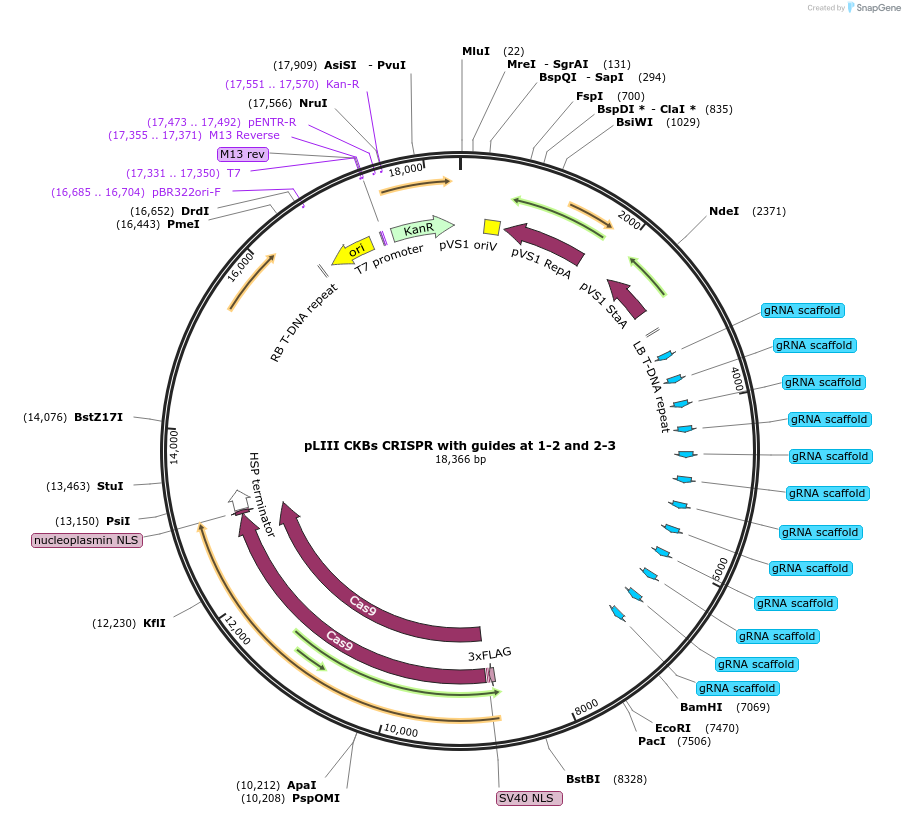 238525-plasmid-map-sequence-id-477275