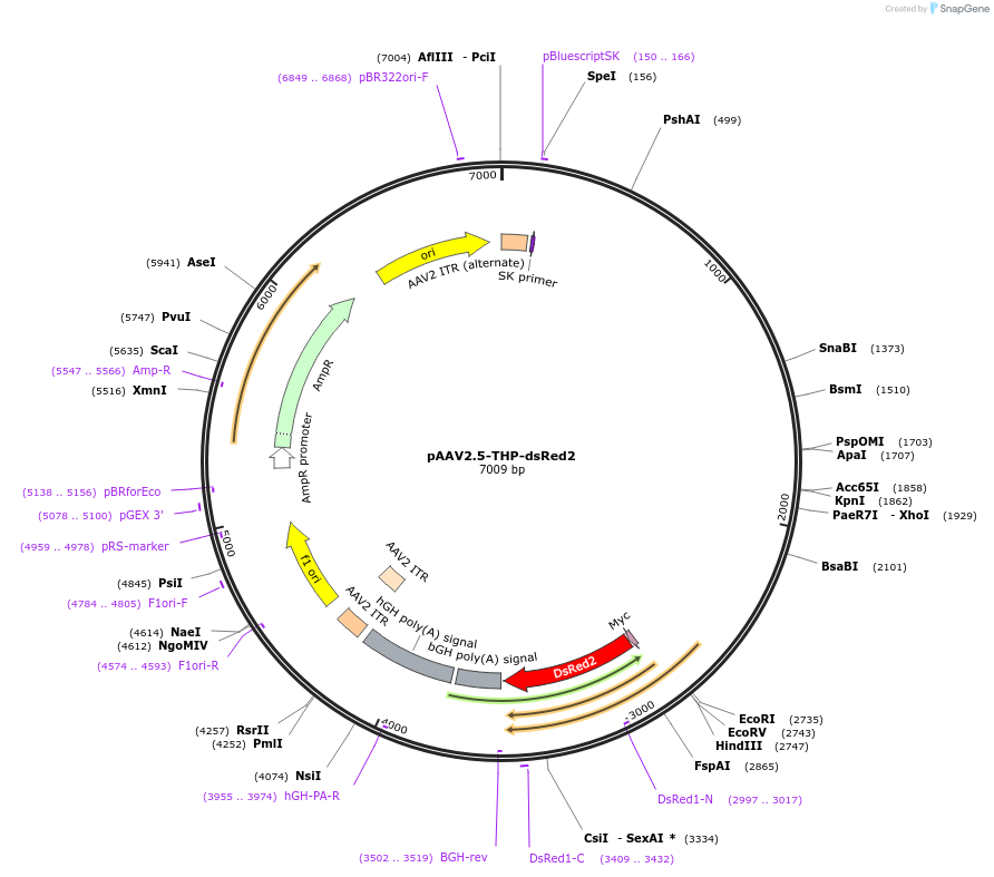 80335-plasmid-map-sequence-id-477296