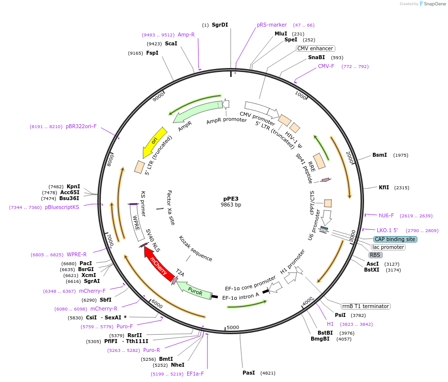 237896-plasmid-map-sequence-id-477297