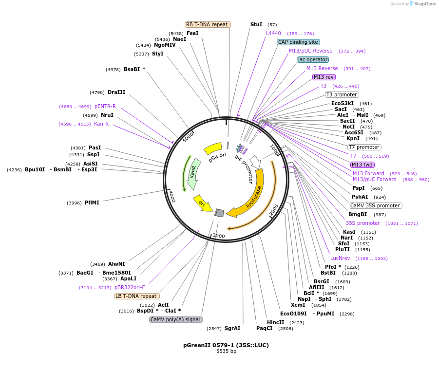 44468-plasmid-map-sequence-id-477314