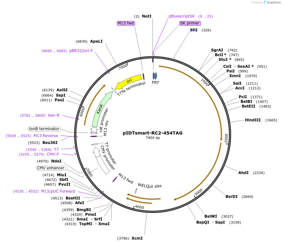 240058-plasmid-map-sequence-id-477368