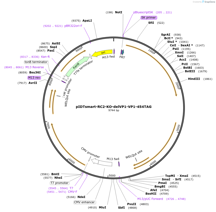 240062-plasmid-map-sequence-id-477369