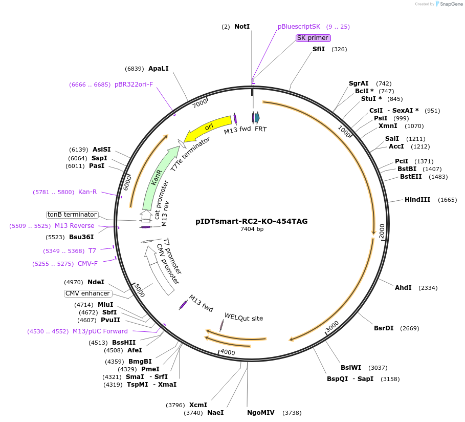 240063-plasmid-map-sequence-id-477384