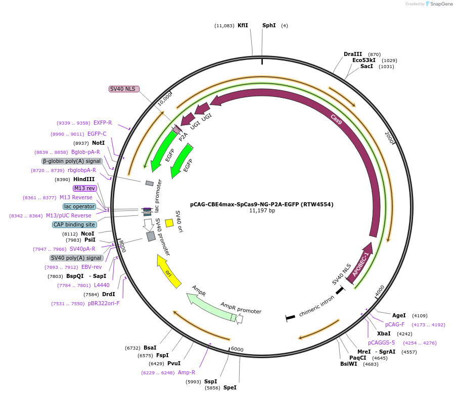 140001-plasmid-map-sequence-id-477414