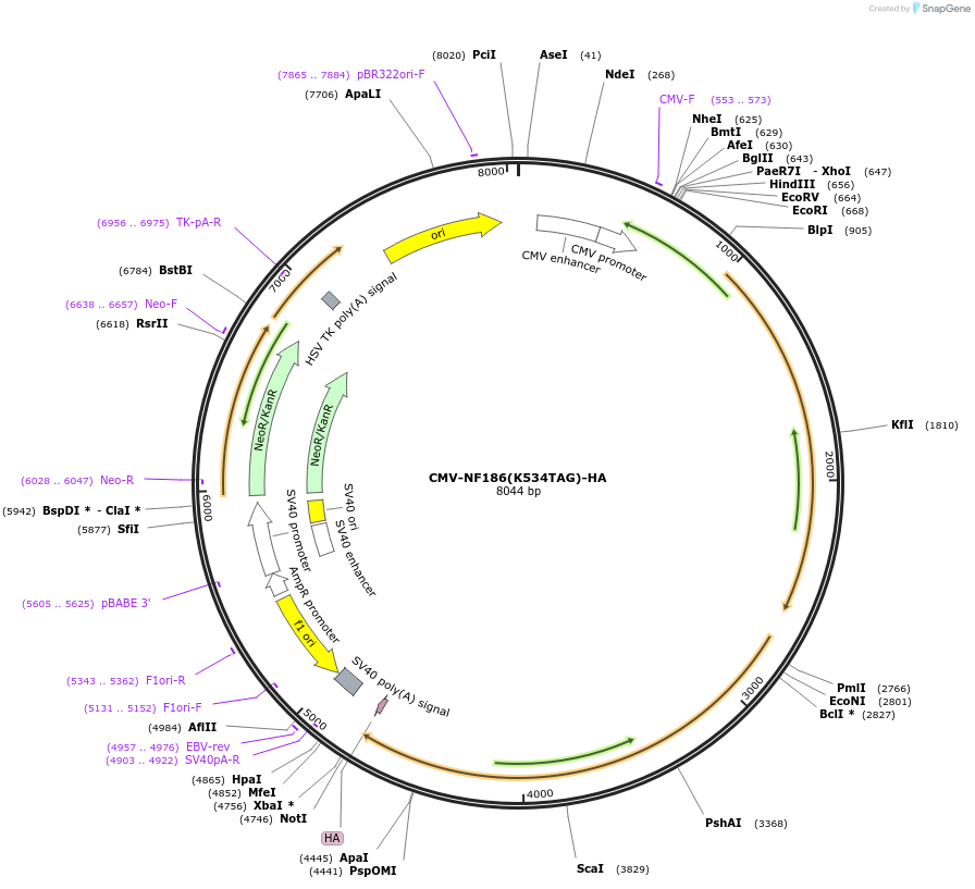 239776-plasmid-map-sequence-id-477518