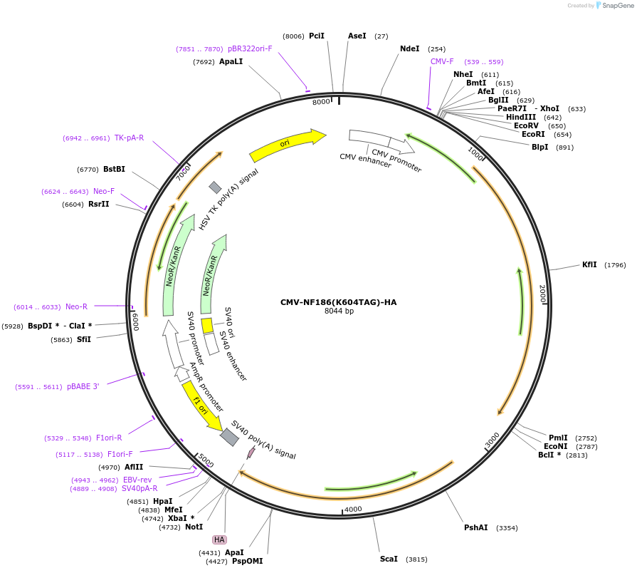 239778-plasmid-map-sequence-id-477520