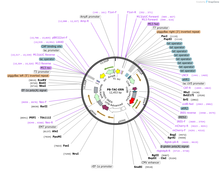 80475-plasmid-map-sequence-id-477521