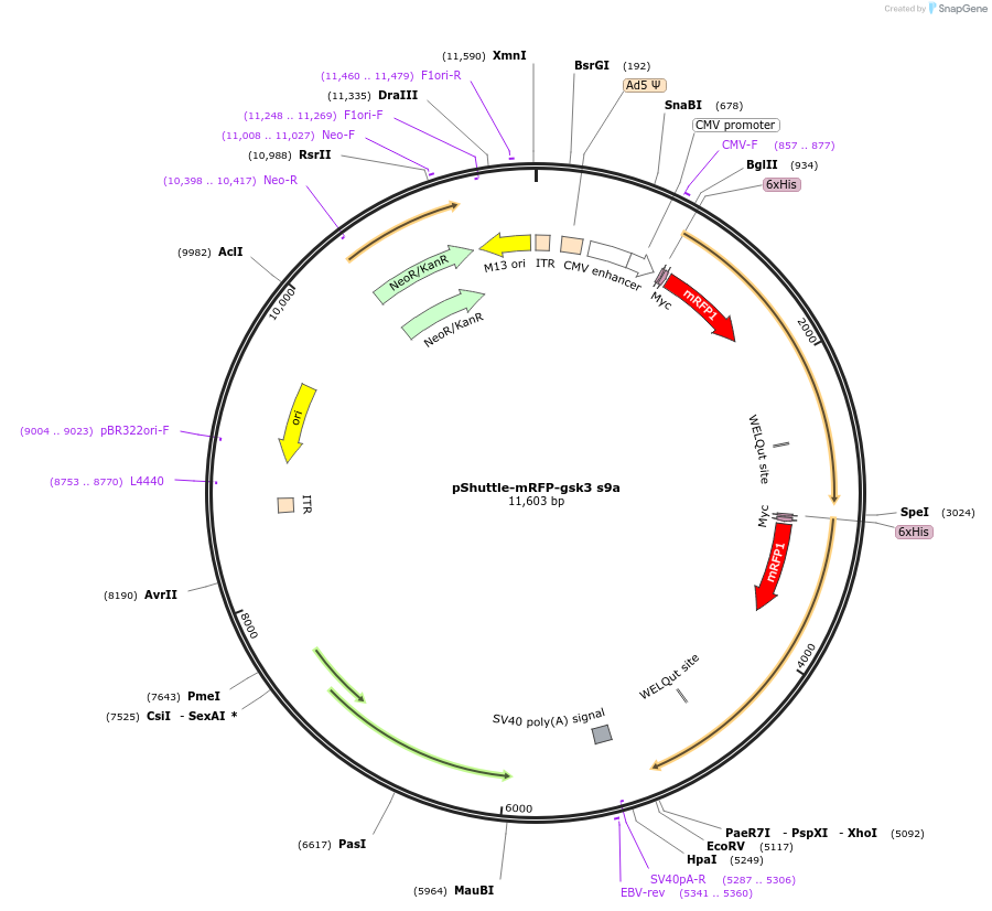 24371-plasmid-map-sequence-id-477569