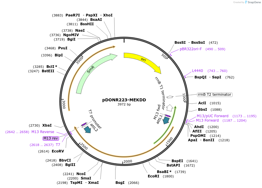 31202-plasmid-map-sequence-id-477570