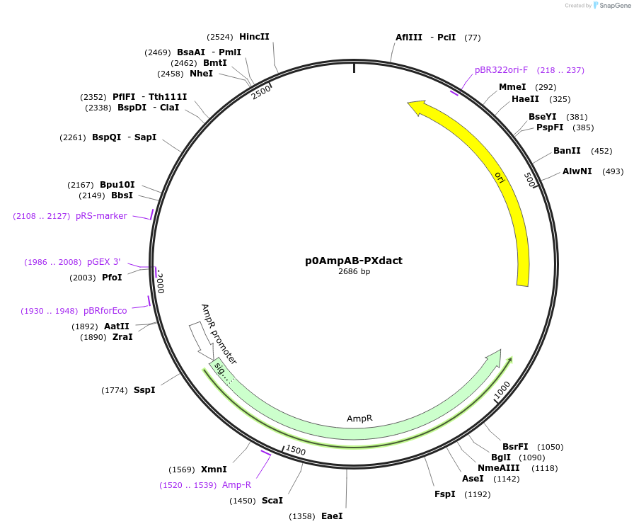 237267-plasmid-map-sequence-id-477589