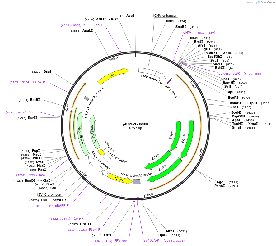 37827-plasmid-map-sequence-id-47759