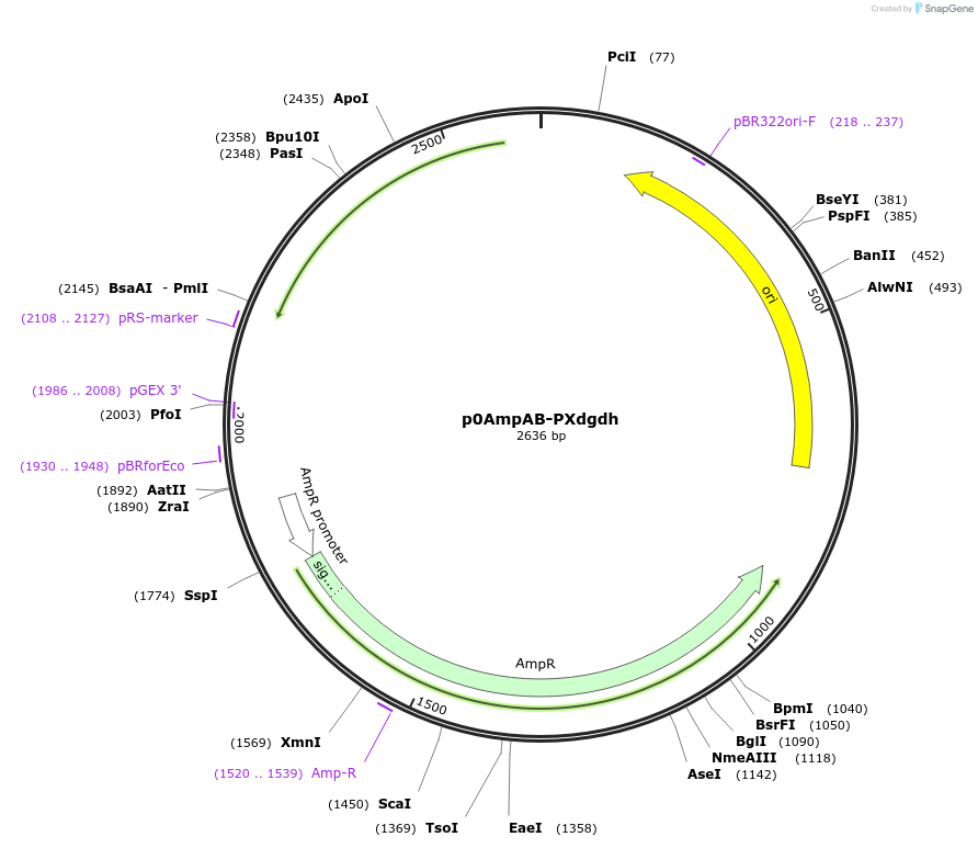 237269-plasmid-map-sequence-id-477590