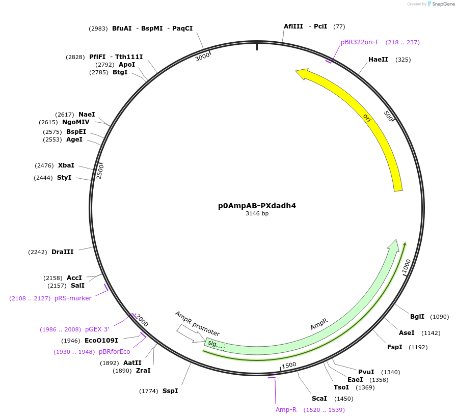 237268-plasmid-map-sequence-id-477594