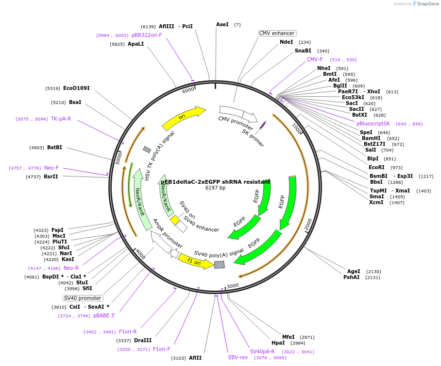 37925-plasmid-map-sequence-id-47761