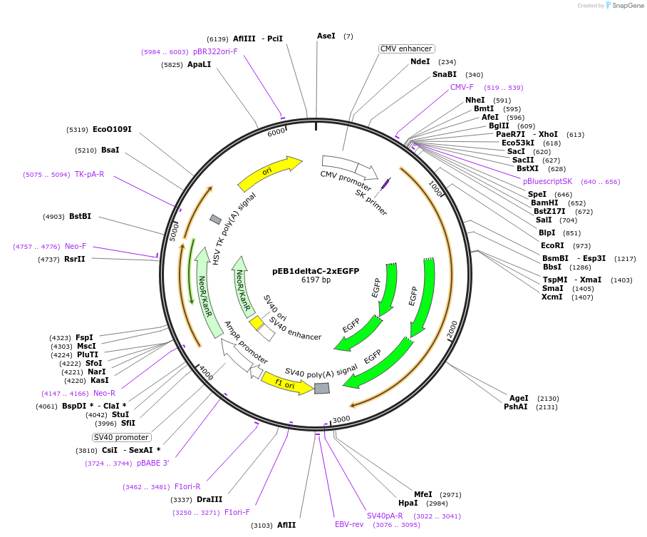 37828-plasmid-map-sequence-id-47762
