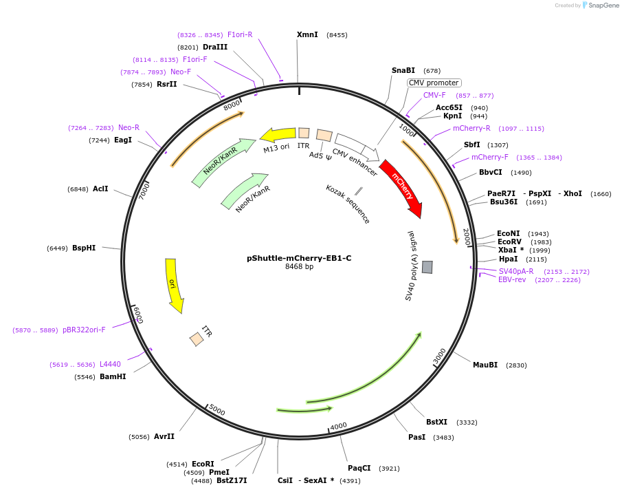 37829-plasmid-map-sequence-id-47764